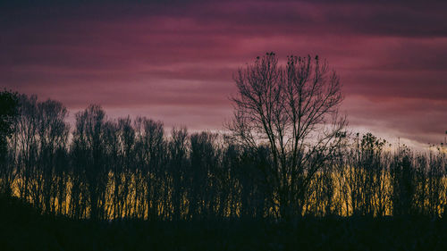 Silhouette trees on field against sky at sunset