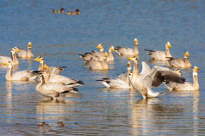 Ducks swimming in lake