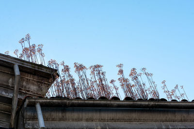 Low angle view of trees and building against clear blue sky