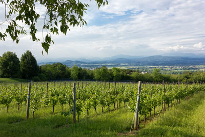 Scenic view of vineyard against sky