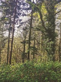 Trees in forest