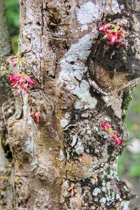 Close-up of flower tree trunk