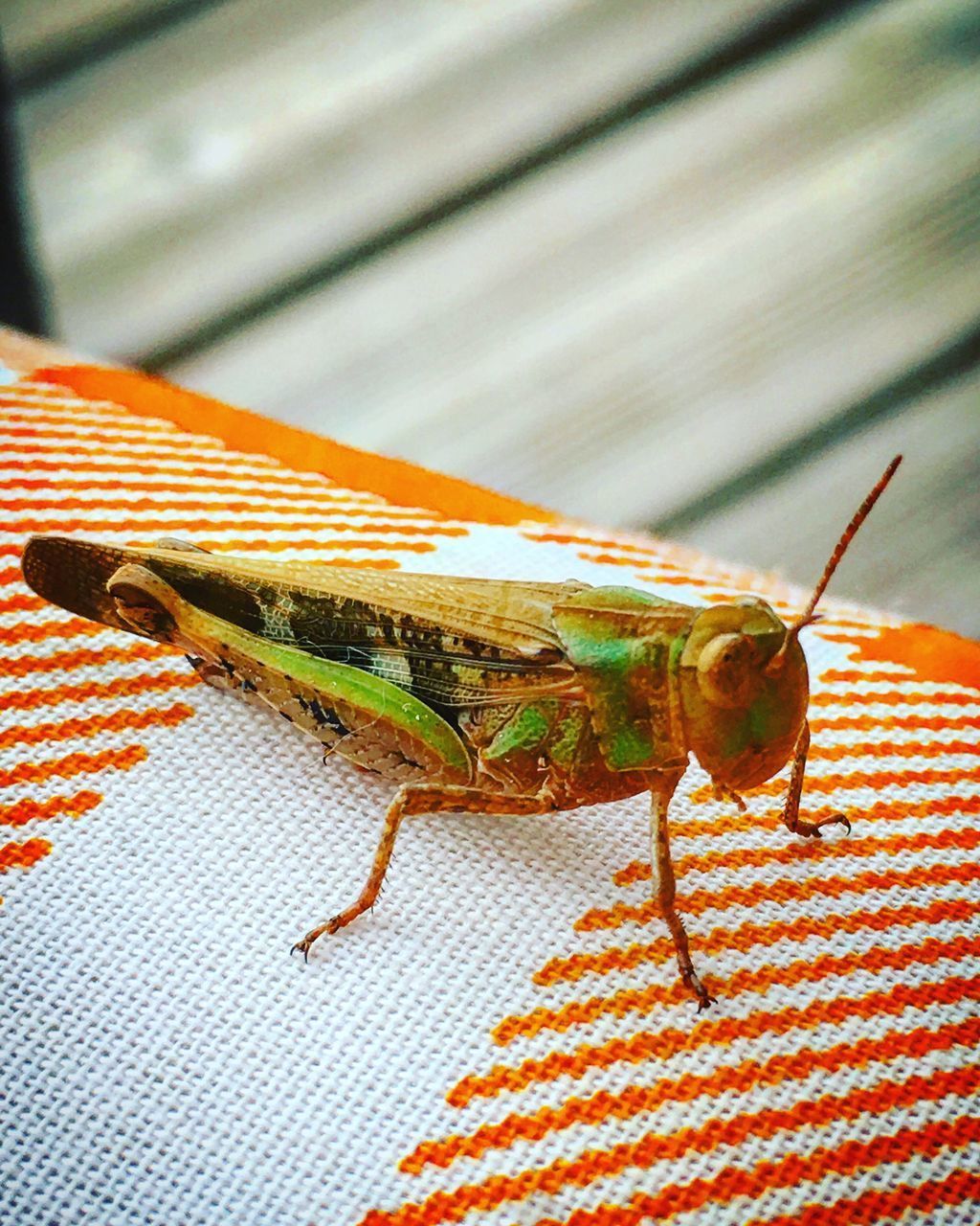 CLOSE-UP OF INSECT ON A LEAF