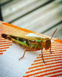 Close-up of insect