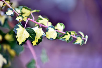 Close-up of pink flowering plant