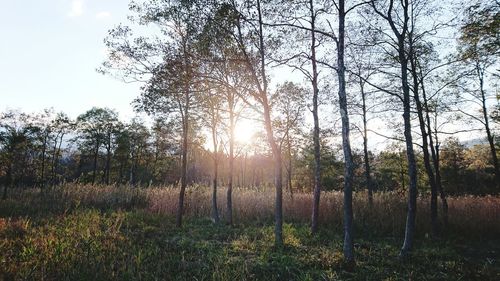 Trees growing on field against sky