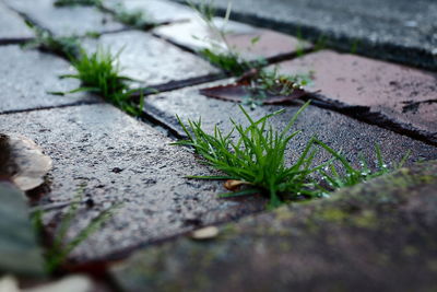 Close-up of plant growing on moss