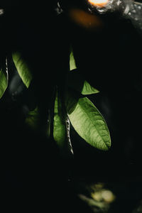 Low angle view of woman holding plant