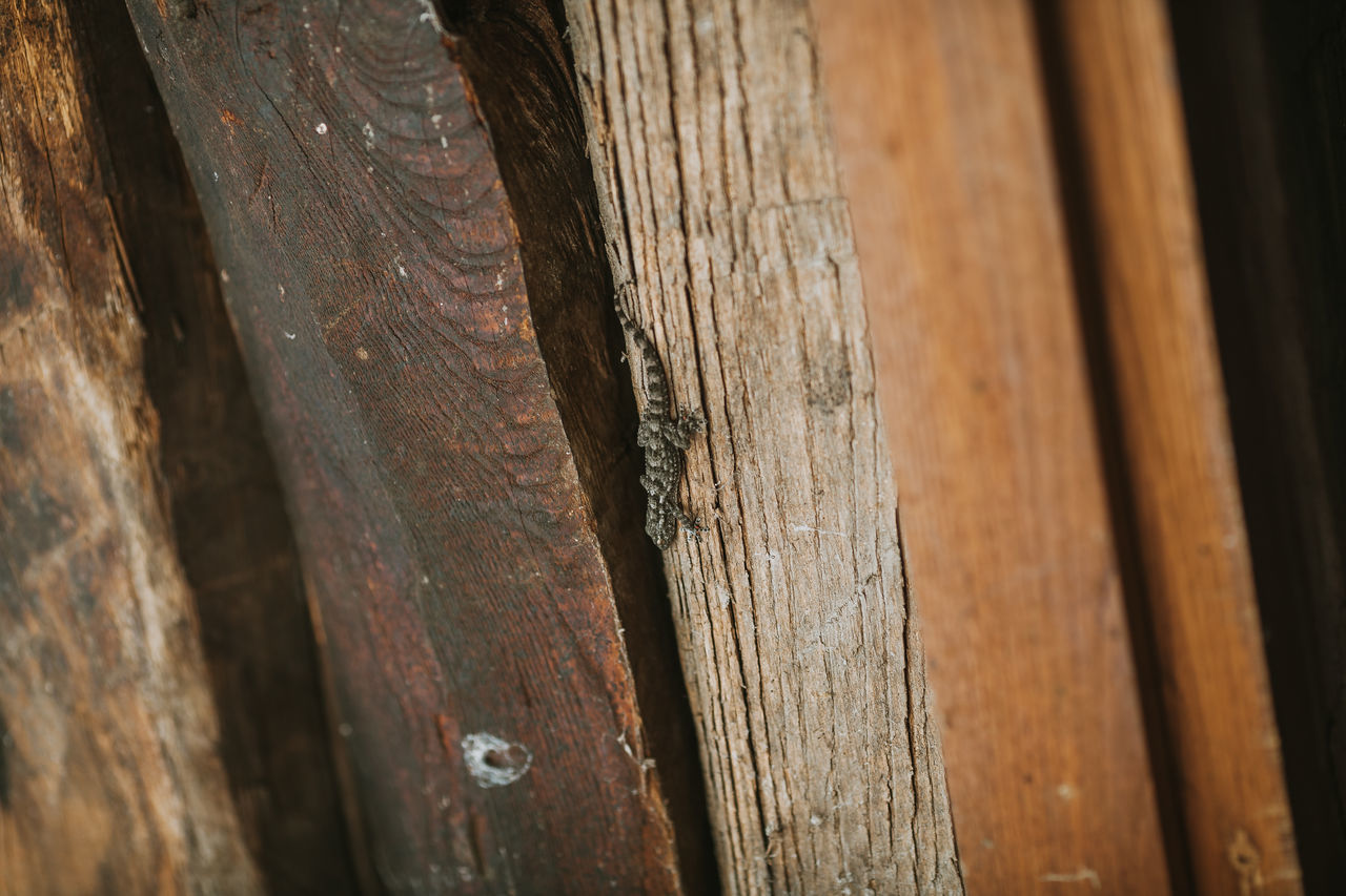 CLOSE-UP OF TREE TRUNK ON WOODEN FENCE