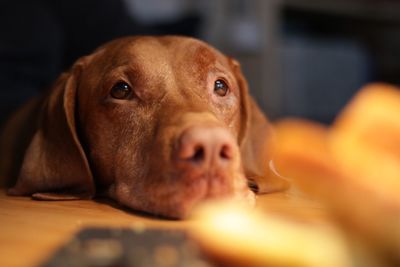 Close-up portrait of dog