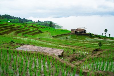 Scenic view of agricultural field against sky