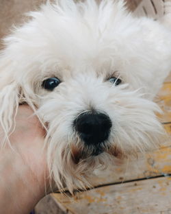 Cropped hand touching white dog