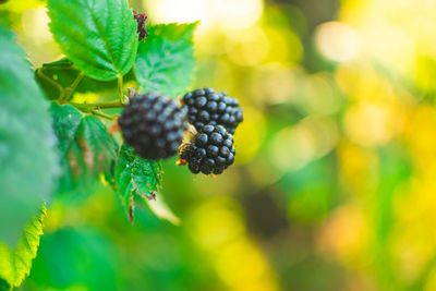 Close-up of strawberry growing on plant