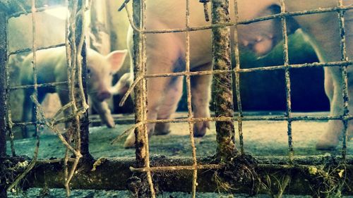 Low section of pig in cage