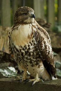 Close-up of owl perching on wood