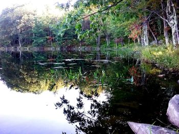 Reflection of trees in lake