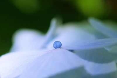 Close-up of flower against blurred background