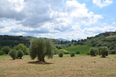 Trees on field against sky