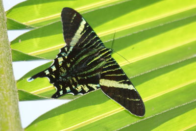 Close-up of butterfly on leaf