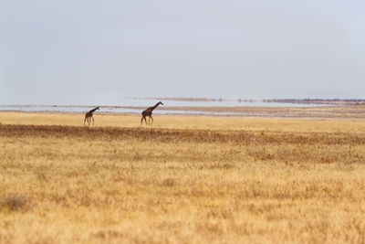 Side view of horses on field against sky