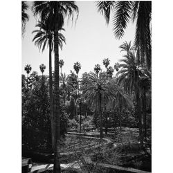 Palm trees against sky