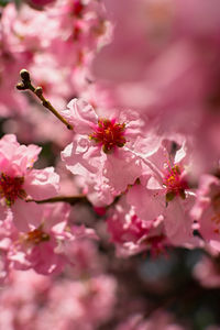 Almonds bloom in the spring garden. beautiful bright pale pink background. a flowering tree branch 