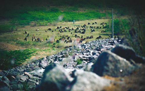 View of sheep on rock