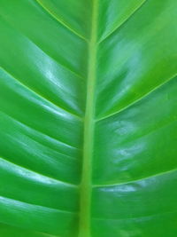 Full frame shot of green leaf