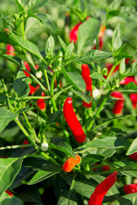 Close-up of fresh red plant