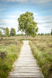 Boardwalk amidst trees on landscape against sky