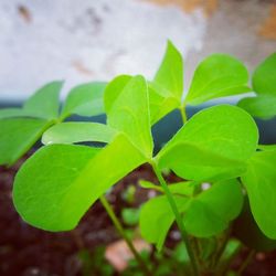 Close-up of leaves