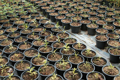 Full frame shot of potted plants