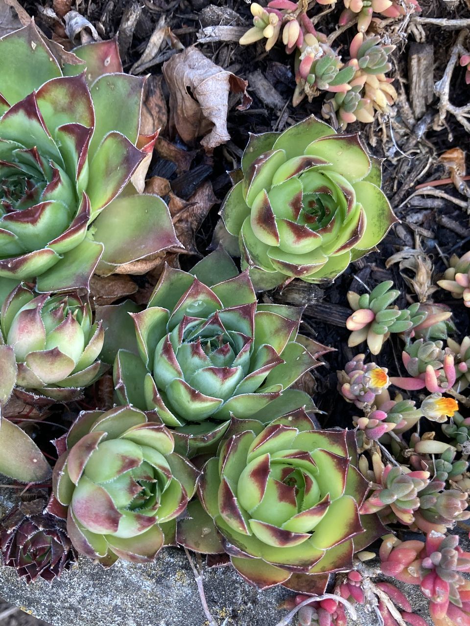 HIGH ANGLE VIEW OF SUCCULENT PLANT ON CACTUS