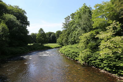 Scenic view of river amidst trees in forest against sky