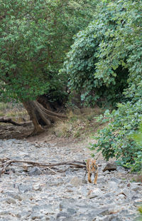 Cat in a forest