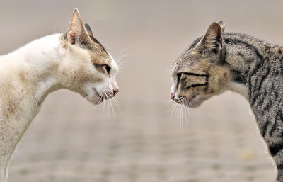 Two cats are getting ready to fight