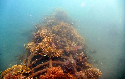 High angle view of coral in sea