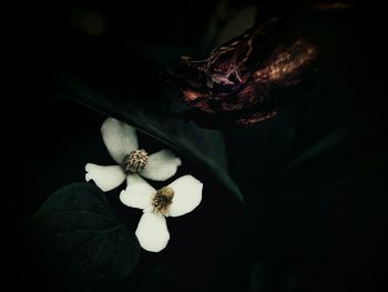 Close-up of flower over black background