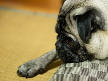 Close-up of a dog resting