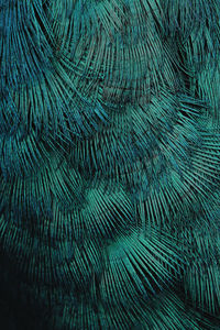 Full frame shot of peacock feathers