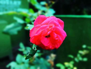 Close-up of pink rose blooming outdoors