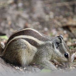 Close-up of squirrel