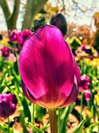 Close-up of pink tulips blooming in field