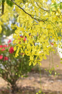 Close-up of yellow flowering plant