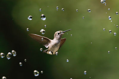 Hummingbird with water drops