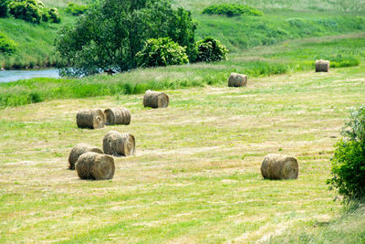 Hay bales on field