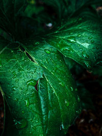 Close-up of wet plant leaves during rainy season