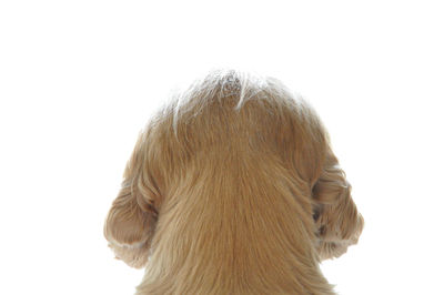 Close-up of a dog over white background