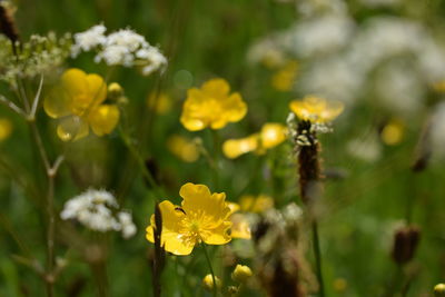 Close-up of yellow flowers blooming outdoors