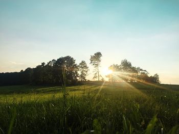 Sun shining through trees on grassy field